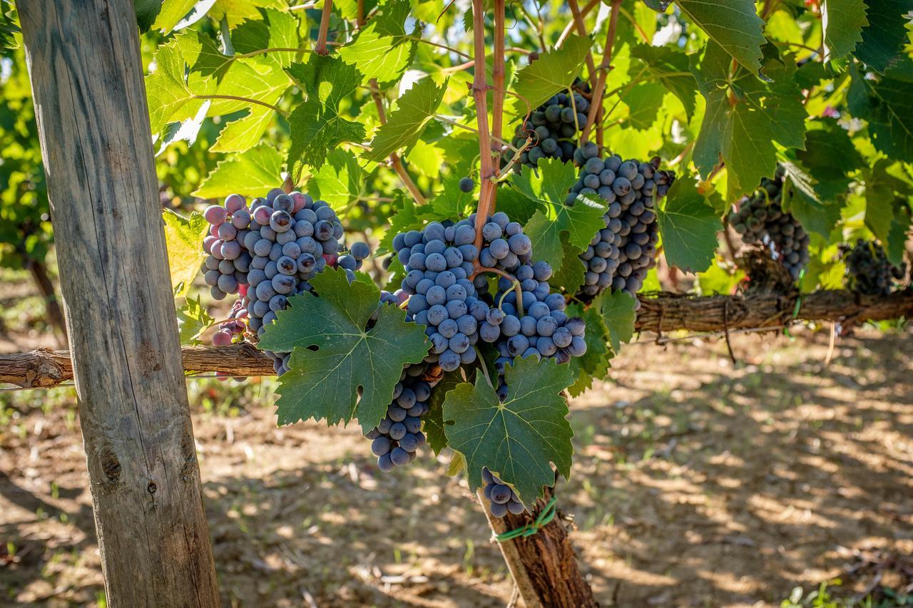 Agriturismo Podere La Rocca Abbadia di Montepulciano Extérieur photo